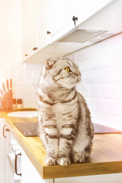 Skotlantilainen kertainen kissa keittiön pöydässä auringonvalossa. Kodikas koti skandaali sisustus. Nuori harmaa raidallinen lemmikki, keltaiset silmät — kuvapankkivalokuva