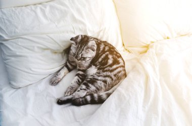 İskoç gri kedisi güneş ışığında beyaz yatakta yatıyor. Güzel çizgili evcil hayvan. Üst görünüm konseptini gevşet.