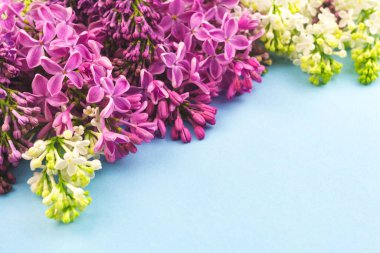 Mavi arka planda leylak çiçekleri. Yaz, bahar afişi uzayla şablon şeklinde. Çiçek sınır düz döşeme deseni