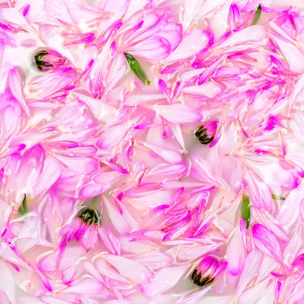 Fiori di germoglio di crisantemo rosa, petali, foglie verdi nel bagno di latte. Concetto di macro arte flat lay. Bello sfondo fiore — Foto Stock