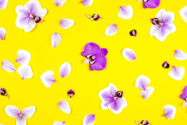 Lila orkidé blomma mönster på gul bakgrund. Tropiskt blommönster. Trendig Vacker sommar, vårtryck. — Stockfoto