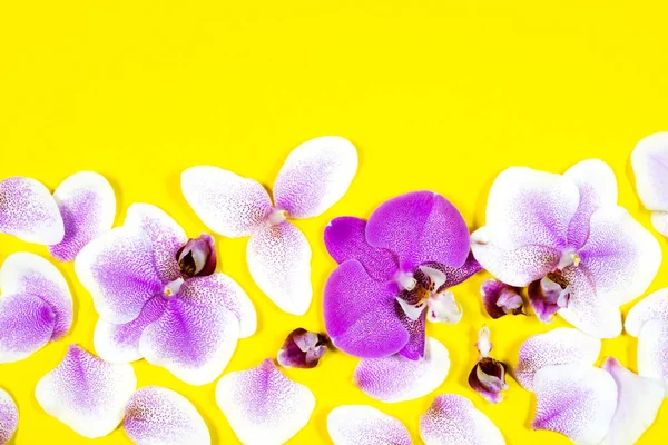 Lila orkidé blomma mönster på gul bakgrund. Tropiskt blommigt kantmönster. Trendig vacker sommar, vår mall — Stockfoto
