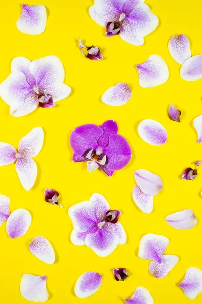 Många lila orkidé blommor på gul bakgrund. Tropiskt blommönster närbild. Trädgårdstapet — Stockfoto