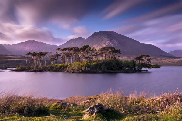 Pine Island Derryclare Lough Connemara — Fotografia de Stock