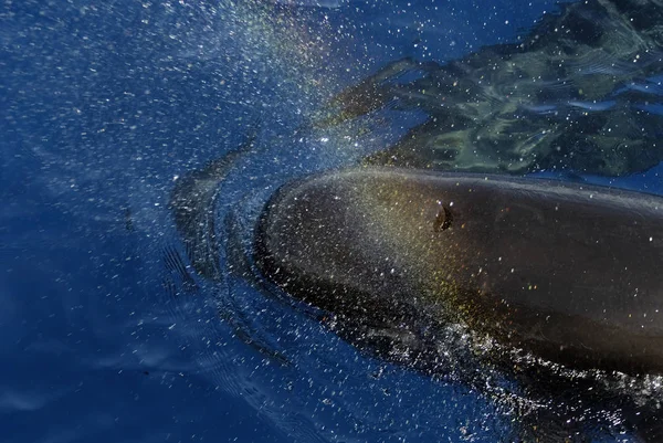 Hermosos Delfines Mar — Foto de Stock