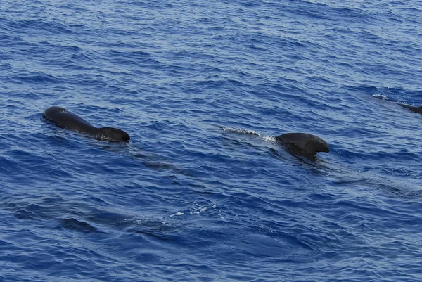 Hermosos Delfines Mar — Foto de Stock