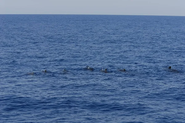 Schöne Delfine Ins Meer — Stockfoto