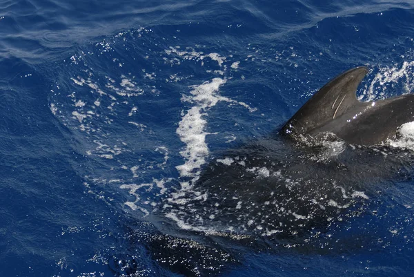 Hermosos Delfines Mar — Foto de Stock