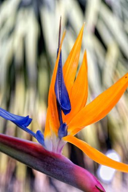 Çok güzel bir sterlizia