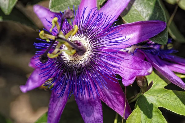 Ένα Πολύ Όμορφο Passiflora — Φωτογραφία Αρχείου