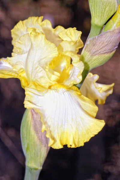 Een Zeer Mooie Iris — Stockfoto