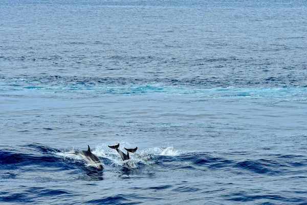 Ballena Piloto Mar — Foto de Stock