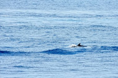 Denizde bir pilot balina
