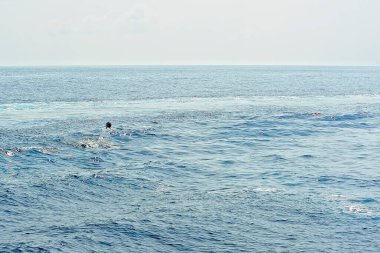 Denizde bir pilot balina