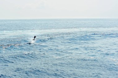 Denizde bir pilot balina