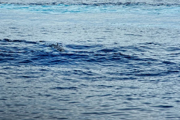 Ballena Piloto Mar — Foto de Stock