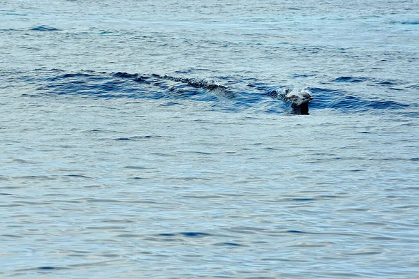 Pilot whale in the sea