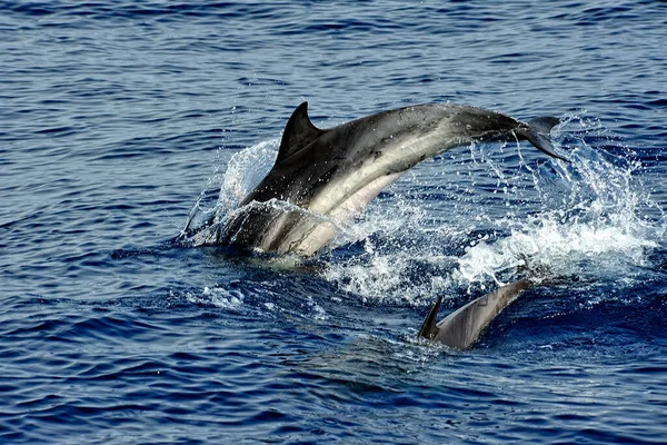 Dwergvinvis Zee — Stockfoto