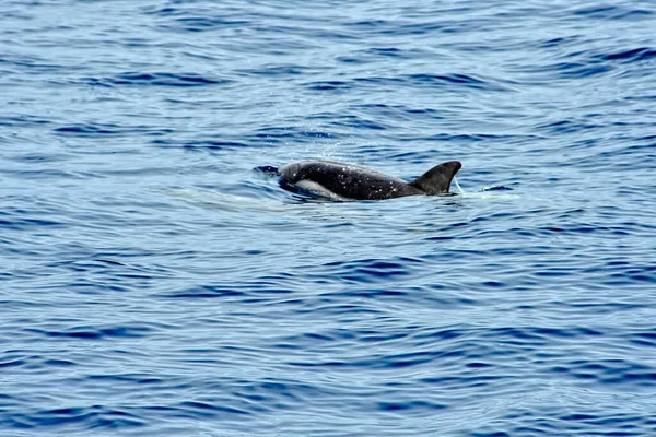 Ballena Piloto Mar — Foto de Stock