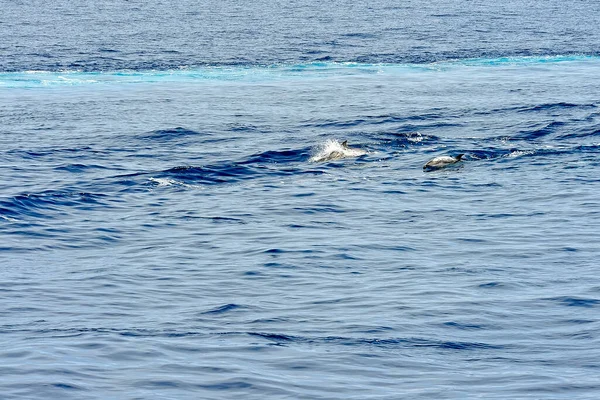 海の中のパイロットクジラ — ストック写真