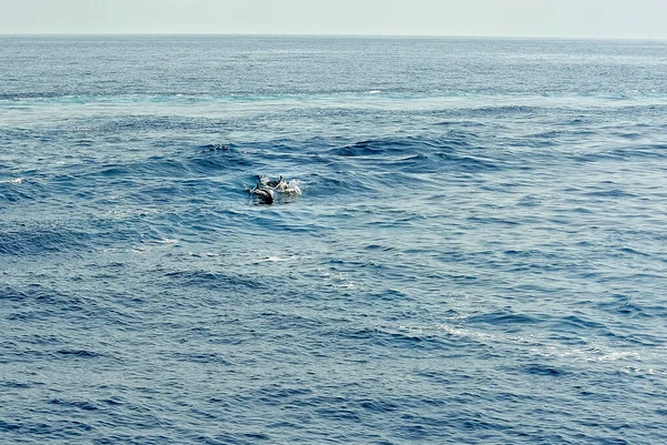 海の中のパイロットクジラ — ストック写真