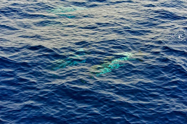 Baleia Piloto Mar — Fotografia de Stock