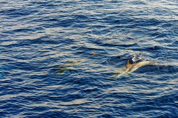 Ballena Piloto Mar — Foto de Stock