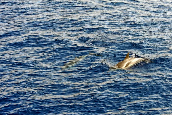 Pilote Baleine Dans Mer — Photo