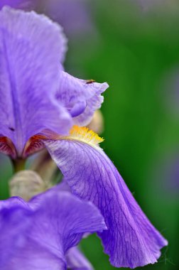 Bahçede güzel bir göz