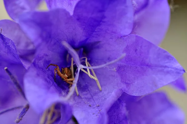 Μια Καφέ Αράχνη Ένα Λουλούδι — Φωτογραφία Αρχείου