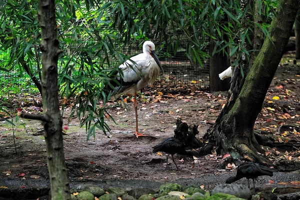 Une Cigogne Blanche Ses Bébés — Photo