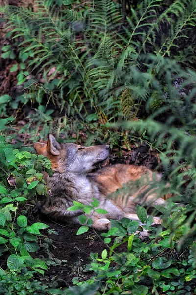 Lobo Europeu Descansando Floresta — Fotografia de Stock