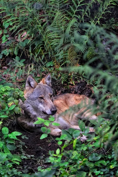 Loup Européen Reposant Dans Les Bois — Photo