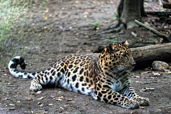 Leopardo Amur Floresta — Fotografia de Stock