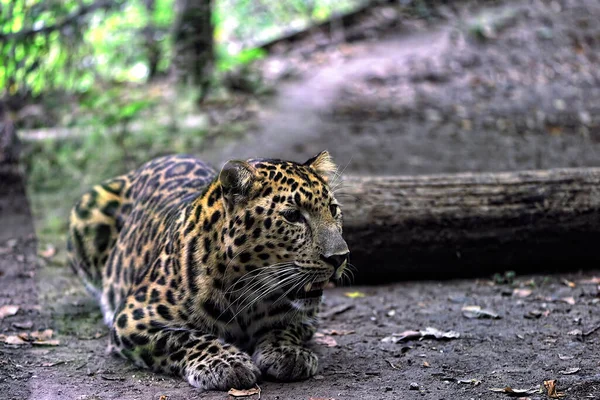 Leopardo Amur Floresta — Fotografia de Stock