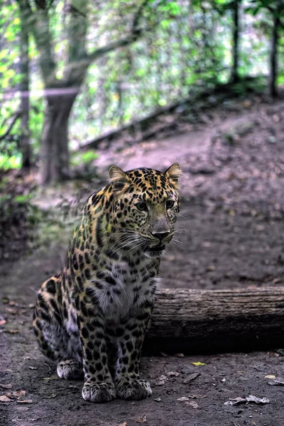 Amur Leopard Lese — Stock fotografie
