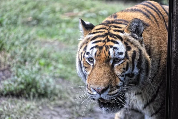 Tigre Amur Zoológico — Foto de Stock