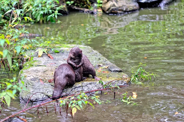 Een Otter Het Water — Stockfoto