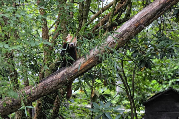 Panda Vermelho Uma Árvore — Fotografia de Stock