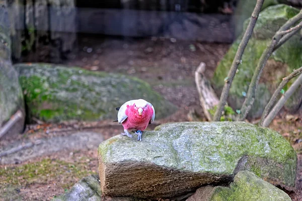 A white and pink parrot — Stock Image White Pink Parrot Royalty Free Stock Photos