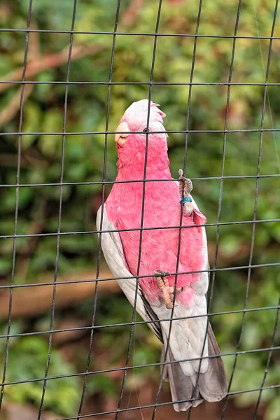 A white and pink parrot — Stock Image White Pink Parrot Royalty Free Stock Images