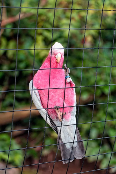 A white and pink parrot — Stock Image White Pink Parrot Stock Photo