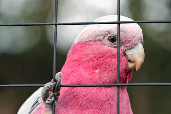 A white and pink parrot — Stock Image White Pink Parrot Stock Image