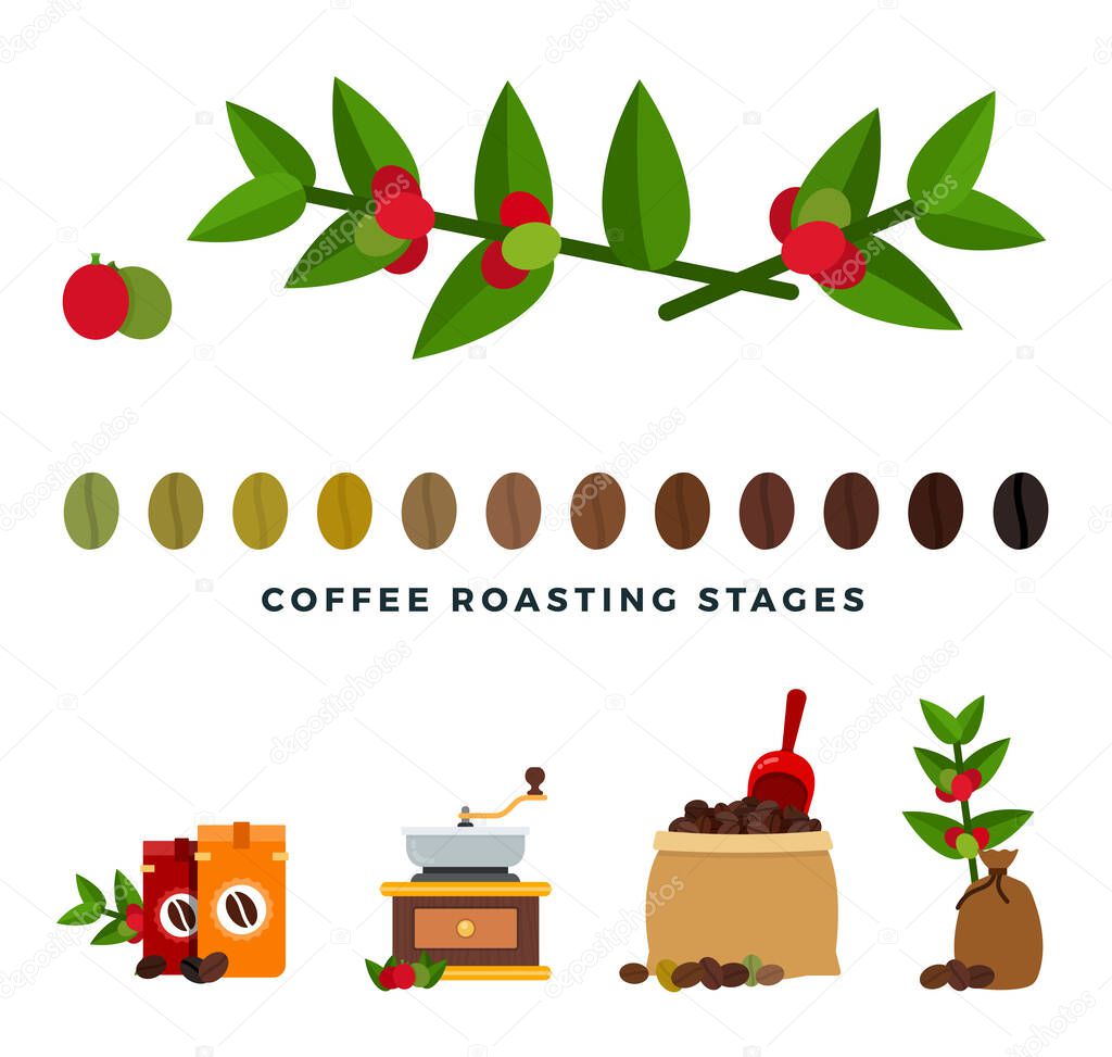 Coffee roasting stages flat style vector illustration.