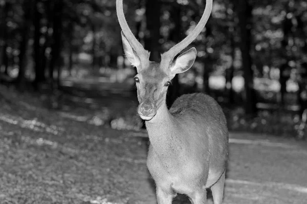 Cerf Dans Forêt Regardait Ses Oreilles — Photo