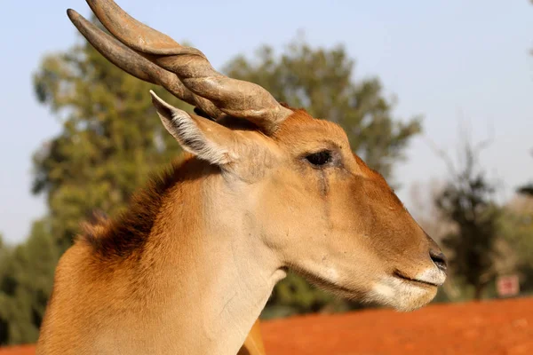 Antilop Canna Açık Alanda — Stok fotoğraf