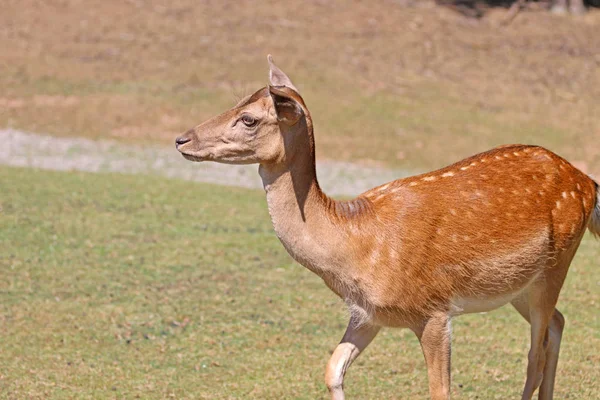 Rehe Wald Auf Der Weide — Stockfoto