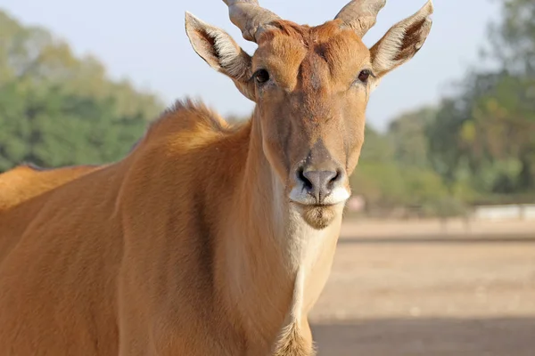Antilope Canna Offenen Raum — Stockfoto
