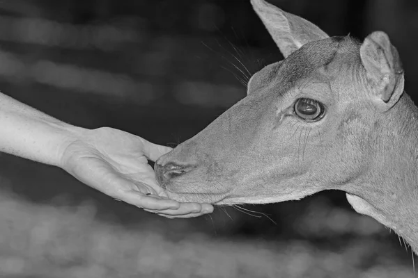 Herten Het Bos Weide — Stockfoto