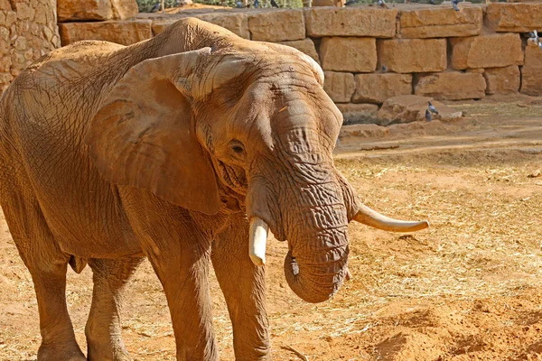 Elephant is big with big ears, wrinkles all over the body